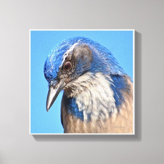 Westerne Scrub Jay Canvas Afdruk (Voorkant)