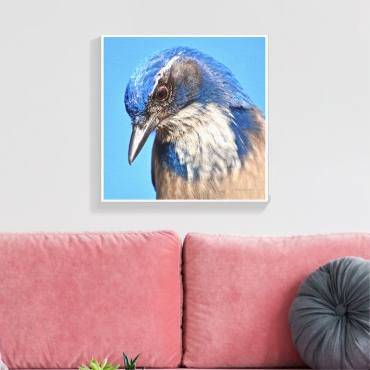 Westerne Scrub Jay Canvas Afdruk (Insitu (Woonkamer))