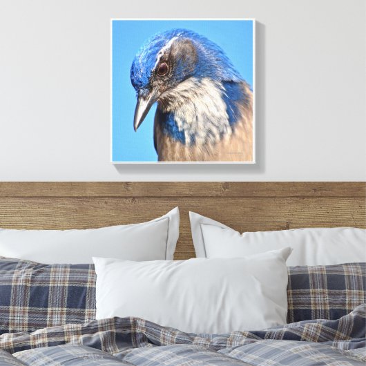 Westerne Scrub Jay Canvas Afdruk (Insitu (Slaapkamer))