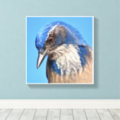Westerne Scrub Jay Canvas Afdruk (Insitu (Houten vloer))