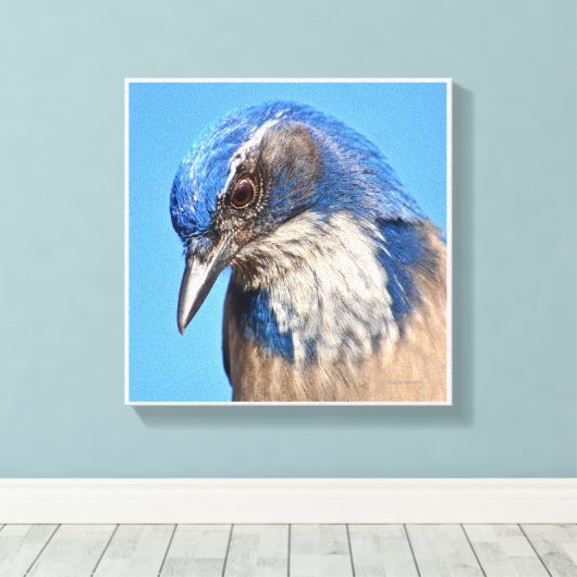 Westerne Scrub Jay Canvas Afdruk (Insitu (Houten vloer))