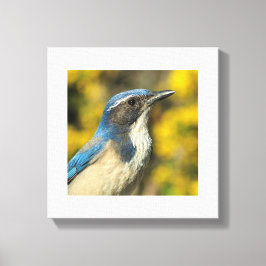Westerne Scrub Jay Canvas Afdruk