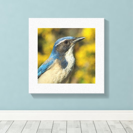Westerne Scrub Jay Canvas Afdruk (Insitu (Houten vloer))
