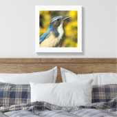 Westerne Scrub Jay Canvas Afdruk (Insitu (Slaapkamer))