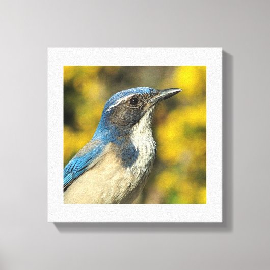 Westerne Scrub Jay Canvas Afdruk (Voorkant)