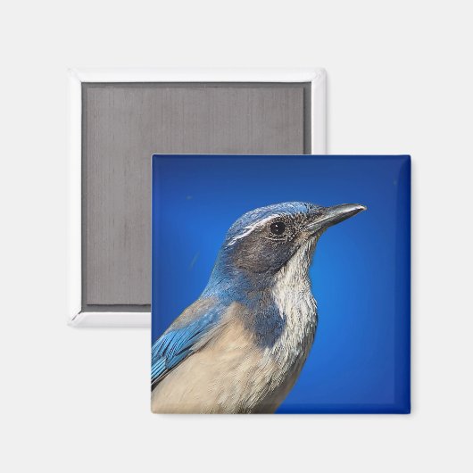 Westerne Scrub Jay Magnet (Voorkant / Achterkant)