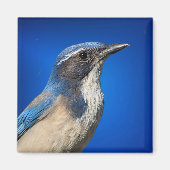 Westerne Scrub Jay Magnet (Voorkant)