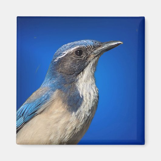 Westerne Scrub Jay Magnet (Voorkant)