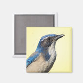 Westerne Scrub Jay Magnet (Voorkant / Achterkant)