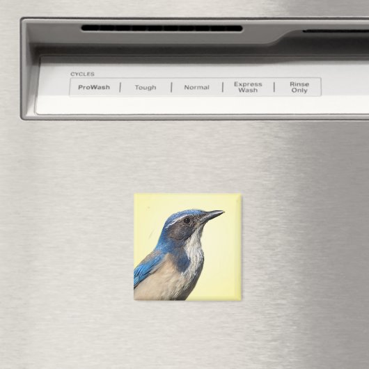 Westerne Scrub Jay Magnet (Insitu (Vaatwasser))