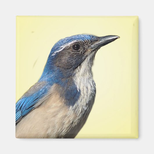 Westerne Scrub Jay Magnet (Voorkant)