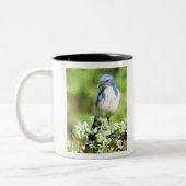 Westerne Scrub Jay Tweekleurige Koffiemok (Links)