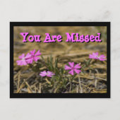 Westerne ShowPaarse Phlox Wildflower Aangepast Briefkaart (Voorkant)