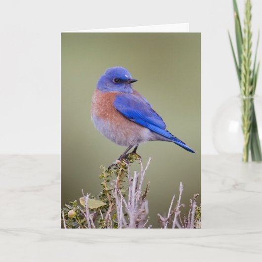 Westerne Sialia Kaart (Voorkant)