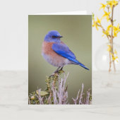 Westerne Sialia Kaart (Gele Bloem)