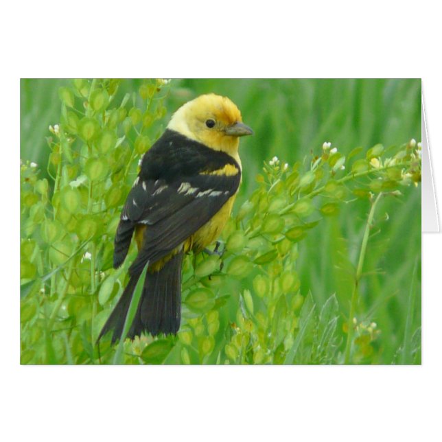 Westerne Tanager (Voorkant Horizontaal)