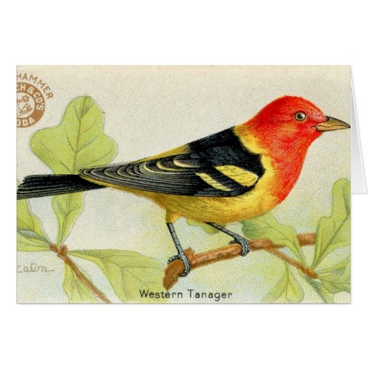 Westerne Tanager (Voorkant Horizontaal)