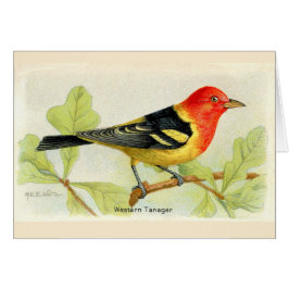 Westerne Tanager