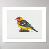 Westerne Tanager Art Print (Voorkant)