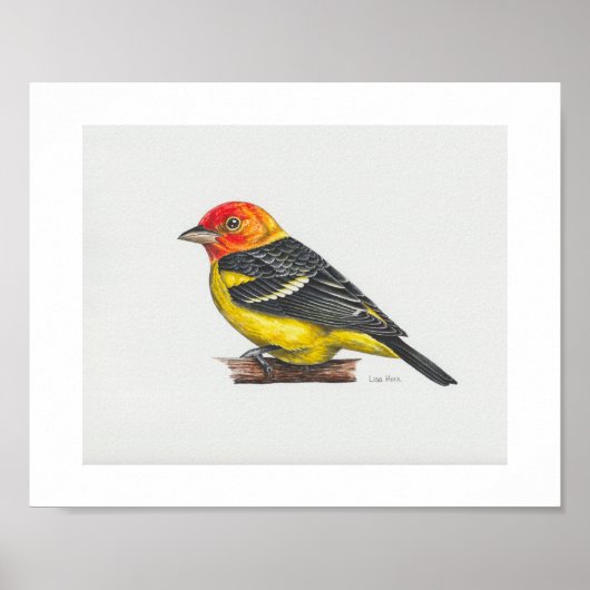 Westerne Tanager Art Print (Voorkant)