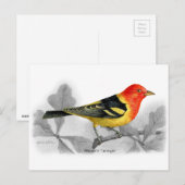 Westerne Tanager Briefkaart (Voorkant / Achterkant)
