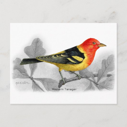 Westerne Tanager Briefkaart (Voorkant)