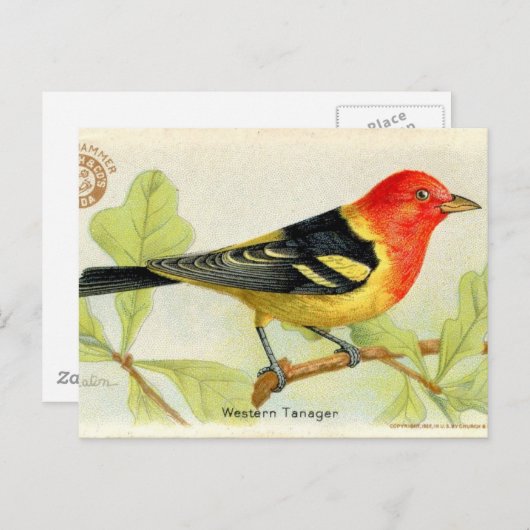 Westerne Tanager Briefkaart (Voorkant / Achterkant)