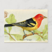 Westerne Tanager Briefkaart (Voorkant)