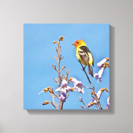 Westerne Tanager Canvas Afdruk (Voorkant)