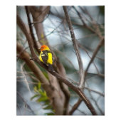 Westerne Tanager Foto Afdruk (Voorkant)