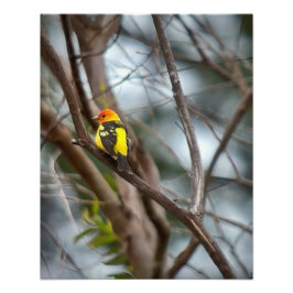 Westerne Tanager Foto Afdruk
