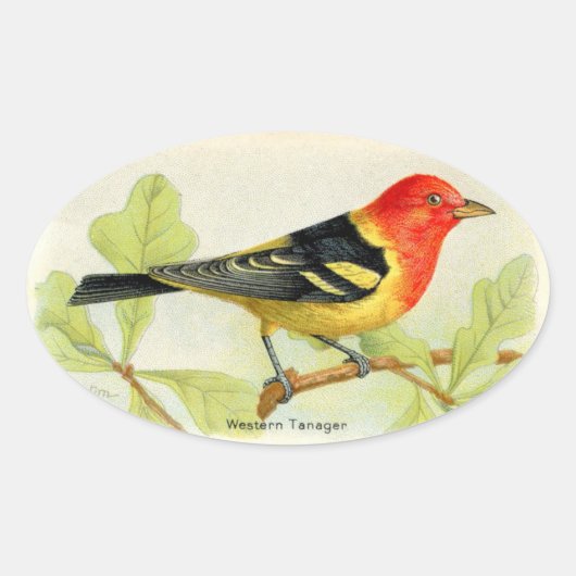Westerne Tanager Ovale Sticker (Voorkant)