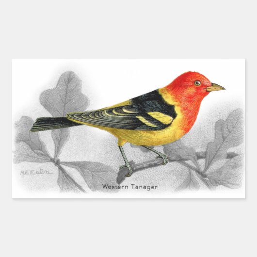 Westerne Tanager Rechthoekige Sticker (Voorkant)