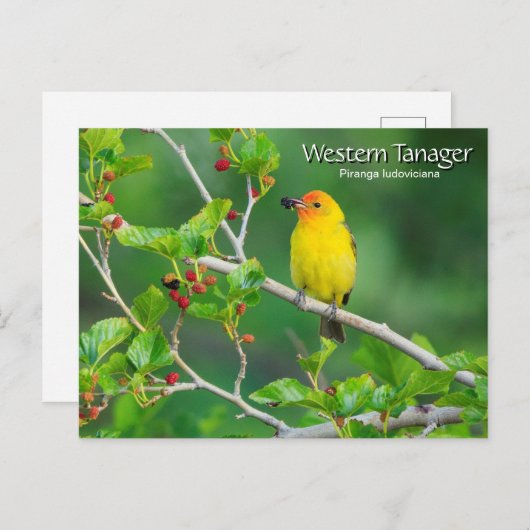Westerne Tanager Yellow Bird Briefkaart (Voorkant / Achterkant)