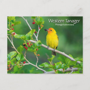 Westerne Tanager Yellow Bird Briefkaart
