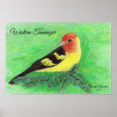 Westerne Tananger Bird Colour Pencil Art Poster (Voorkant)