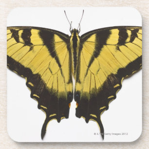 Westerne Tiger Swallowtail Butterfly Bier Onderzetter