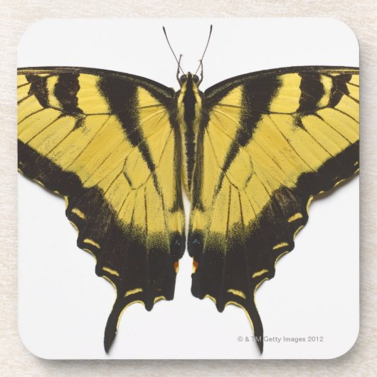 Westerne Tiger Swallowtail Butterfly Bier Onderzetter (Voorkant)