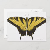 Westerne Tiger Swallowtail Butterfly Briefkaart (Voorkant / Achterkant)