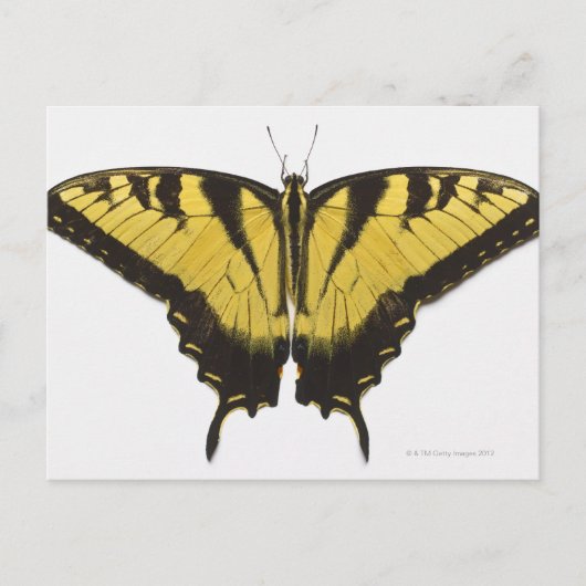 Westerne Tiger Swallowtail Butterfly Briefkaart (Voorkant)