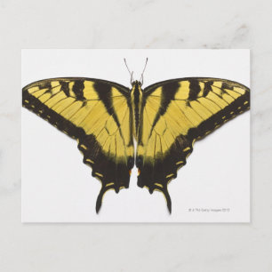Westerne Tiger Swallowtail Butterfly Briefkaart