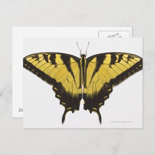 Westerne Tiger Swallowtail Butterfly Briefkaart (Voorkant / Achterkant)