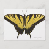 Westerne Tiger Swallowtail Butterfly Briefkaart (Voorkant)
