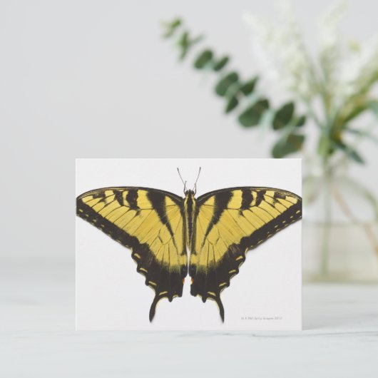 Westerne Tiger Swallowtail Butterfly Briefkaart (Staand voorkant)