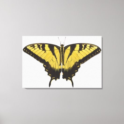 Westerne Tiger Swallowtail Butterfly Canvas Afdruk (Voorkant)