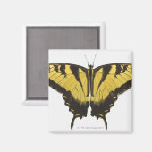 Westerne Tiger Swallowtail Butterfly Magneet (Voorkant / Achterkant)