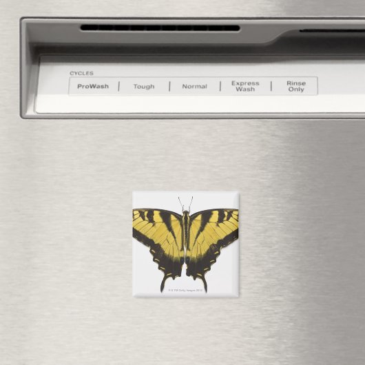 Westerne Tiger Swallowtail Butterfly Magneet (Insitu (Vaatwasser))