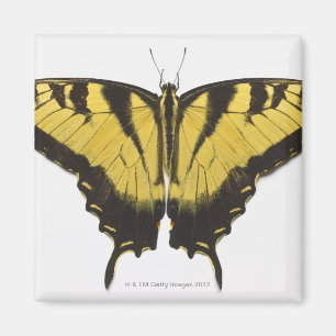 Westerne Tiger Swallowtail Butterfly Magneet