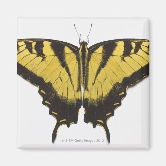 Westerne Tiger Swallowtail Butterfly Magneet (Voorkant)