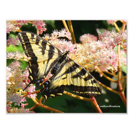 Westerne Tiger Swallowtail Butterfly op Rodgersia Foto Afdruk (Voorkant)